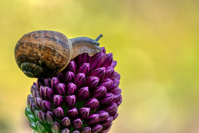 Garden Snail on a budding Allium flower