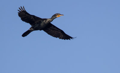 Cormorant