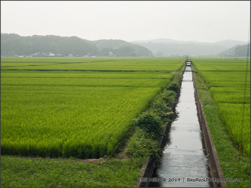 Rice Fields