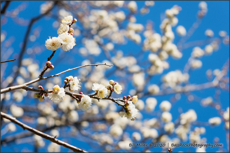 Plum Blossom