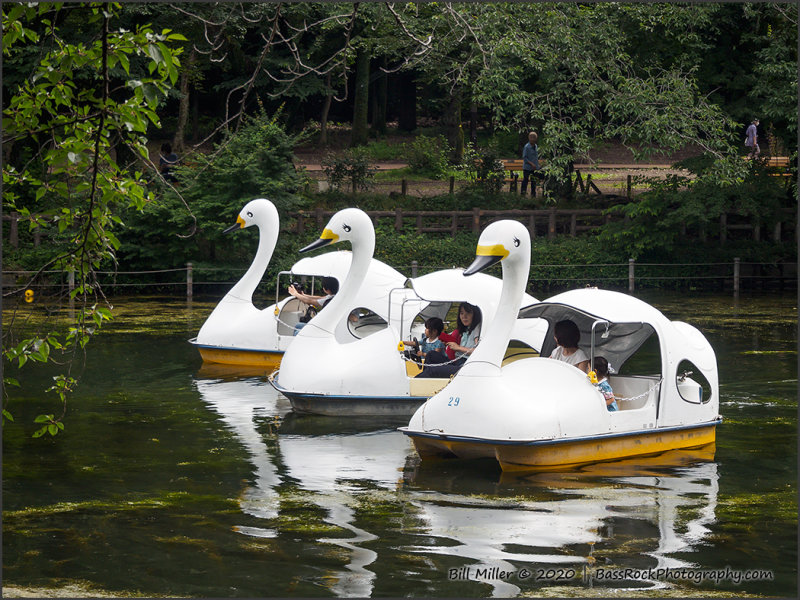 Swan Flotilla
