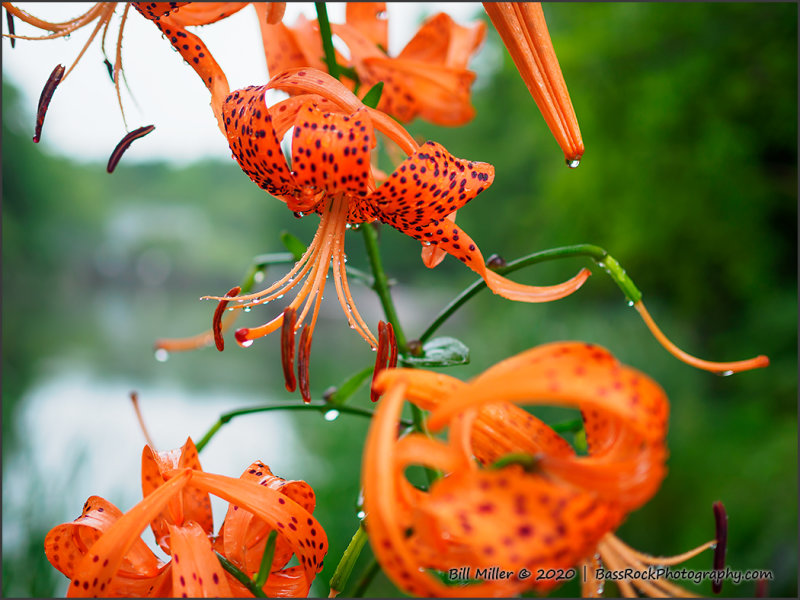 Lily in the Rain