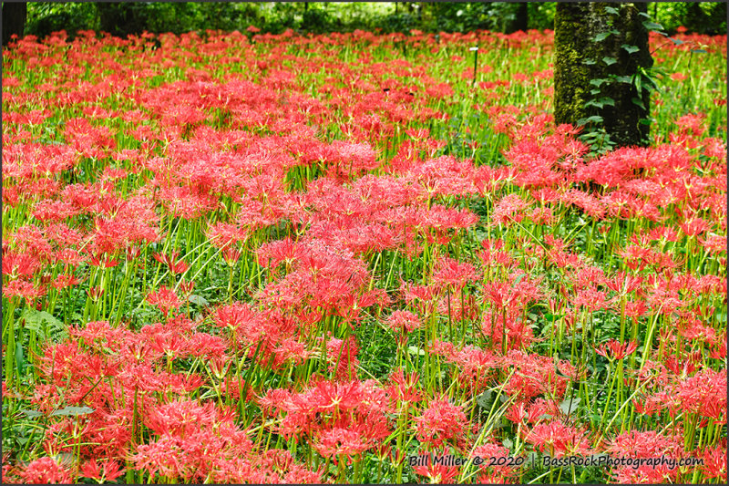 Field of Spider Lilies