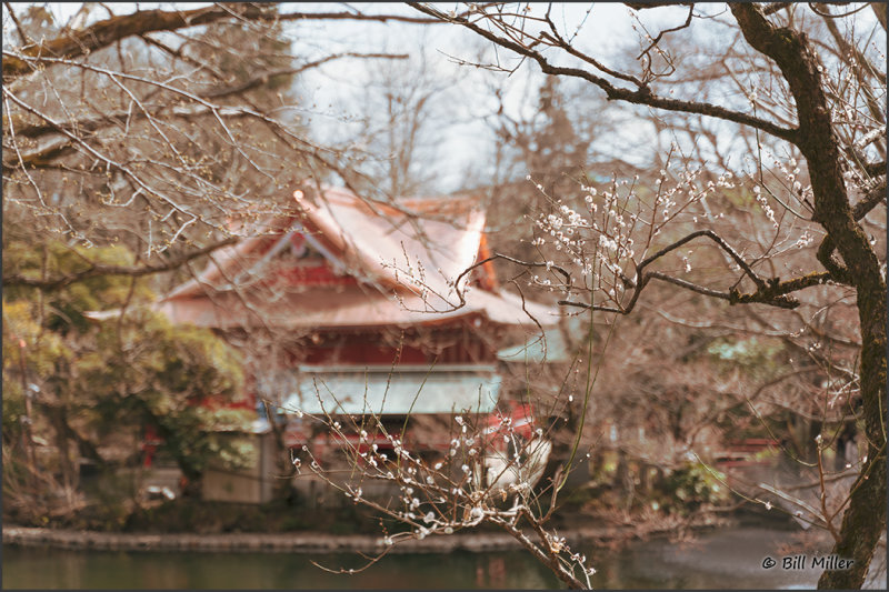Temple and Plum Blossom