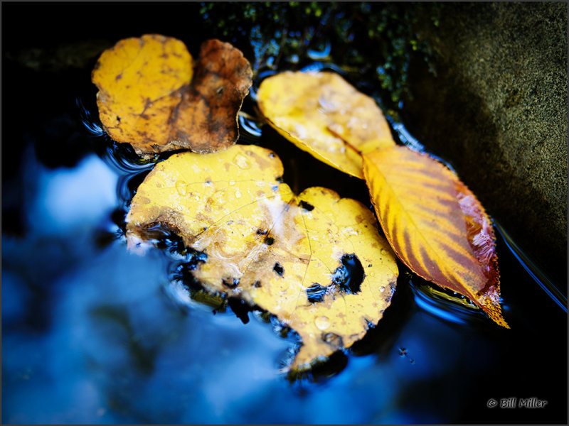 Autumn at the Temple