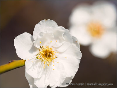 Plum Blossom