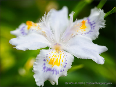 Iris Japonica