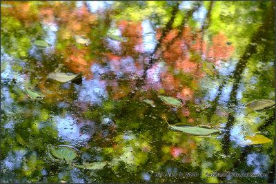 Reflections in the Pond