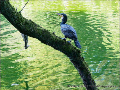 Cormorant