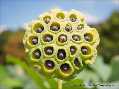 Lotus Seed Pod