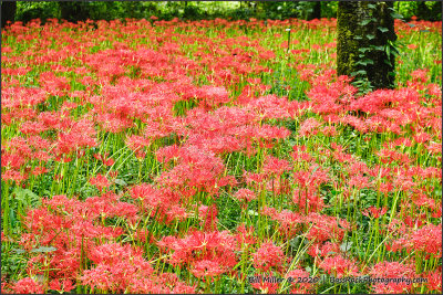 Field of Spider Lilies