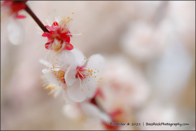 Plum Blossom