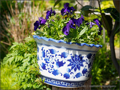 Blue Pot