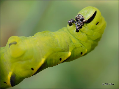 Greater Deaths Head Hawkmoth Caterpillar
