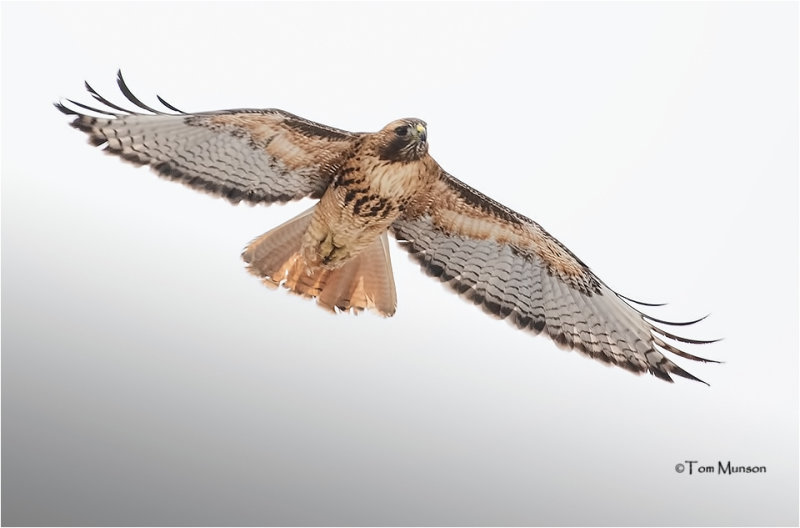  Red-tailed Hawk 