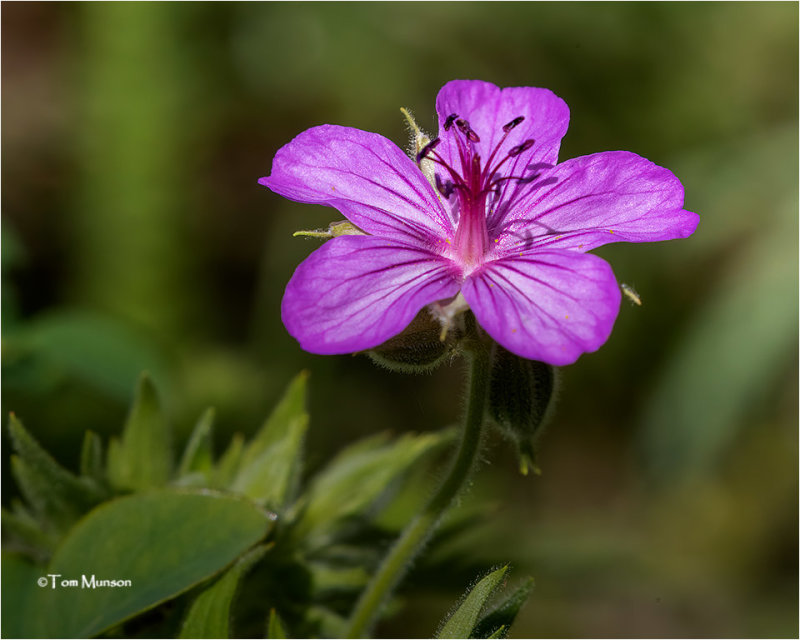  Sticky Geranium 