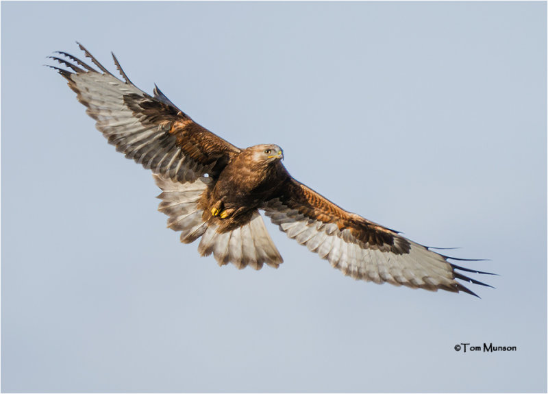  Rough-legged Hawk 