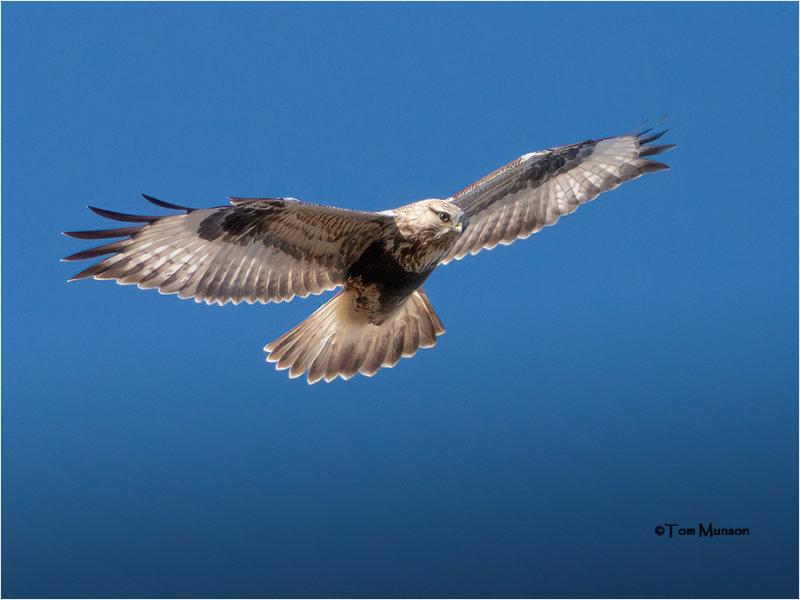  Rough-legged Hawk 