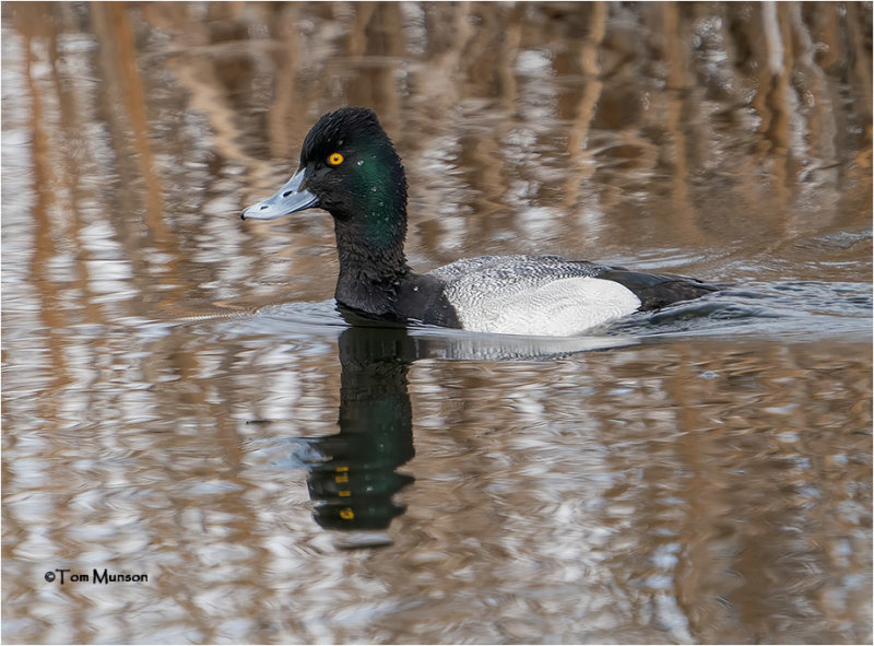  Lesser Scaup 