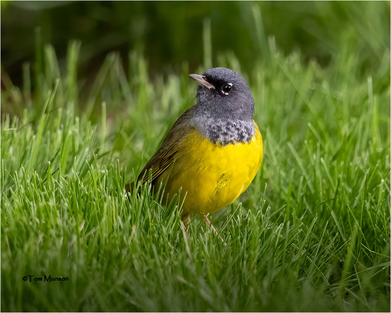  MacGillivrays Warbler 