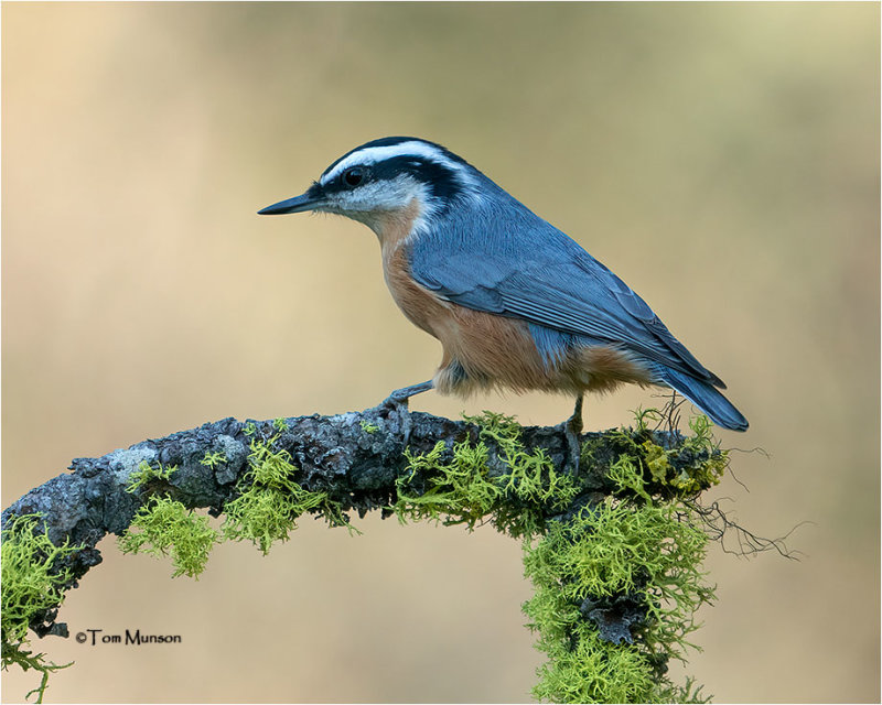  Red-breasted Nuthatch 