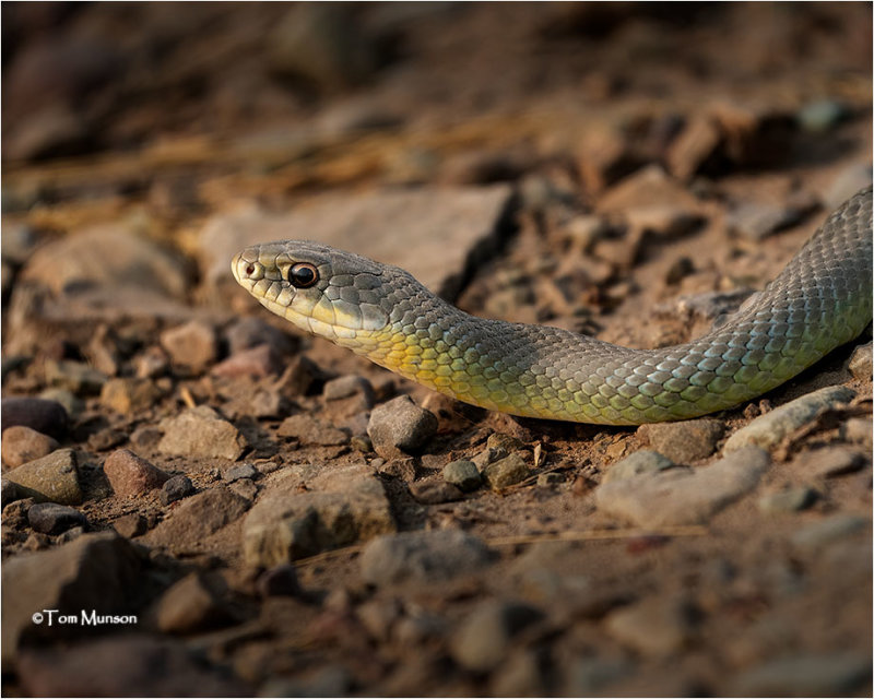 eastern racer eastern racer
