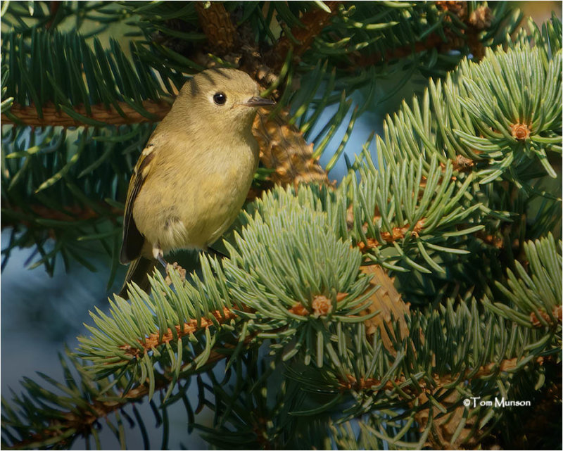  Ruby-crowned Kinglet 