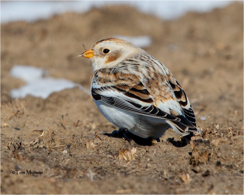  Snow Bunting 