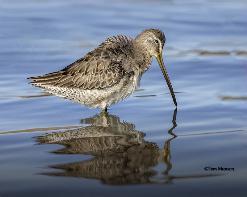  Long-billed Dowitcher 