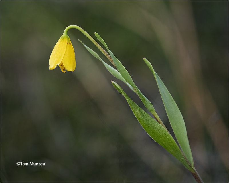  Yellow Bell 