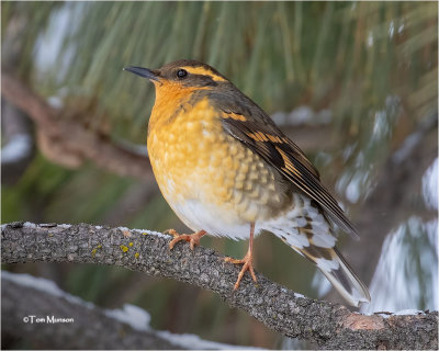  Varied Thrush 