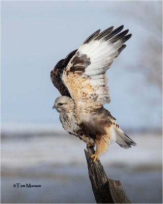 hawks__falcons_vultures