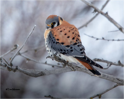  American Kestrel 