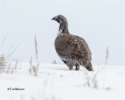  Greater Sage-Grouse 