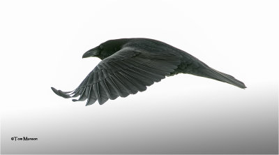  Common Raven 