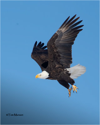  Bald Eagle 