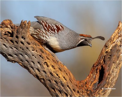 Gambel's Quail