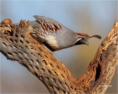  Gambel's Quail 