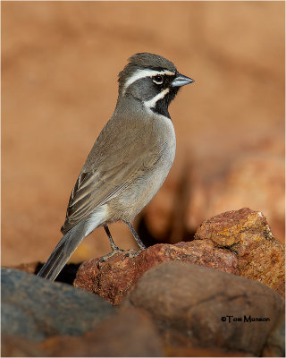  Black-throated Sparrow 