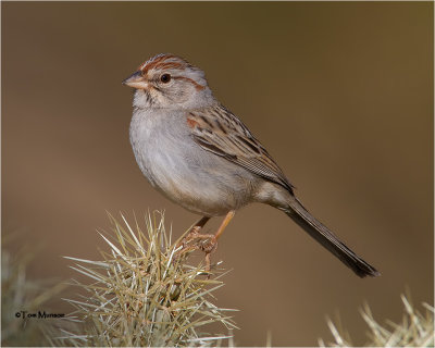  Rufous-winged Sparrow 