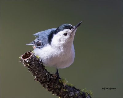  White-breasted Nuthatch 