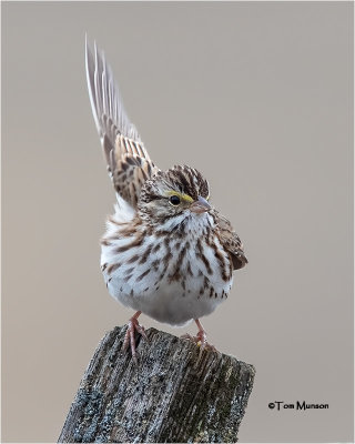  Savannah Sparrow 