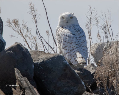  Snowy Owl (Getting late to still find one.)