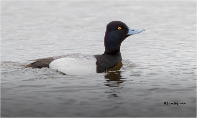  Lesser Scaup 