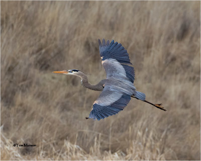   Great Blue Heron 