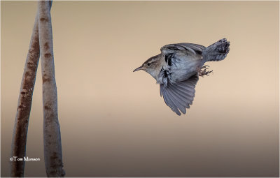  Marsh Wren 