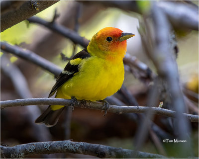  Western Tanager 