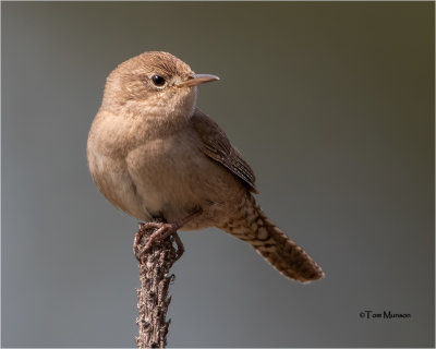  House Wren 