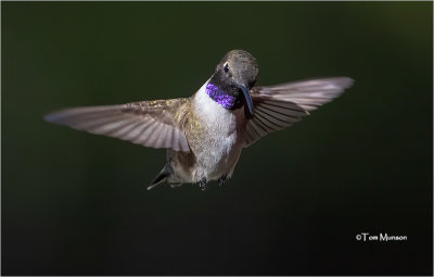  Black-chinned Humming 