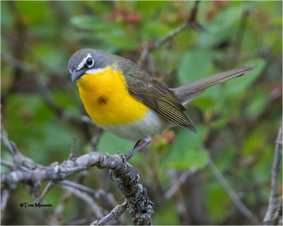  Yellow-breasted Chat 